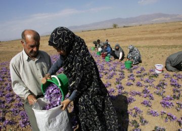 Saffron Sector Thrives on Cheap Women Labor 