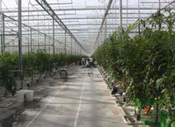 Greenhouse Built in Southern Iran