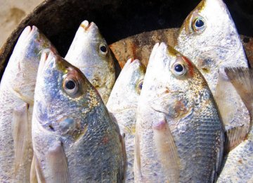 Seafood production is expected to surpass 1 million tons this year.