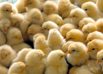 IVO Issues Biosafety Directive on Bird Flu