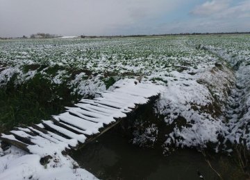 Frost Damages Saffron Fields