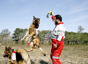 More than 70 rescue dogs with their 11 Iranian trainers have moved to the center to undergo courses offered by two trainers from the German Red Cross.