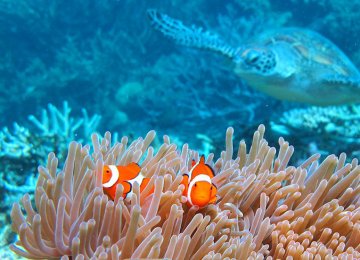 Largest Coral Die-Off in Barrier Reef