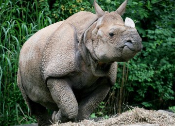 7 Officers Suspended Over India Rhino Killing