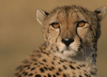 Cheetah Nearer to Extinction Than Previously Thought