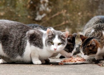 Stray animals grow dependent on humans if fed constantly.