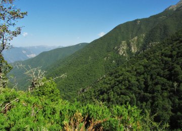 Around 7.1% of woodland areas in northern Iran have been lost in recent years to logging and wildfires.