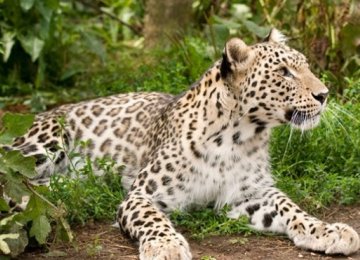 Leopard Deaths Declining