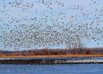 Migratory birds from Russia and India are believed to be the main carriers of bird flu.