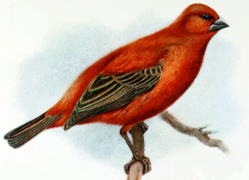 13 Bird Species Declared Extinct