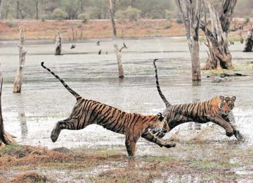 Tiger deaths have risen by 25% in the past year.