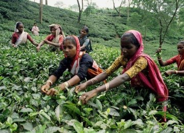 Bangla Tea Output at Record High