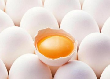 Investment Opportunities in Powdered Egg Production