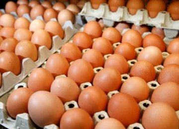 Egg Exports