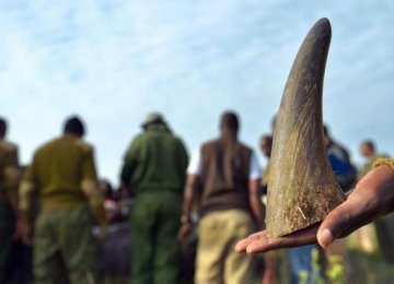 The price of rhino horn can fetch up to $60,000 per kilogram.