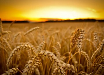 $278m Bonds to Finance Wheat Purchases