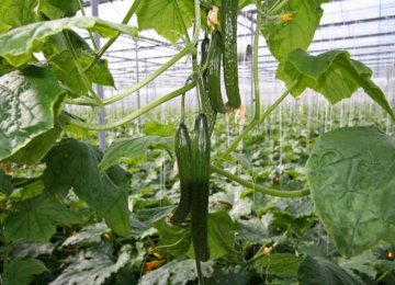 Greenhouse Farming to Rise Fivefold by 2025