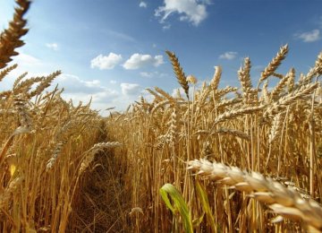 Gov’t Wheat Purchases to Rise 25%
