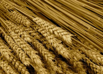 Wheat Reserves at 6m Tons