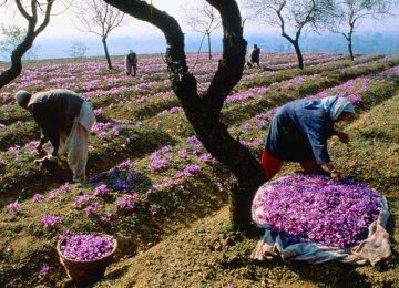 43% Rise in Saffron Production 
