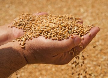 Iran to Export 2-3m Tons of Wheat Next Year