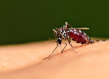 Six African Nations Could be Malaria-Free by 2020