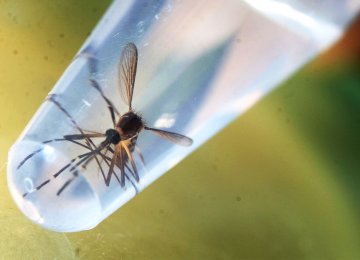 A Step Closer to Zika Vaccine