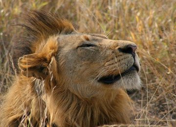 Majestic Lion Shot Dead