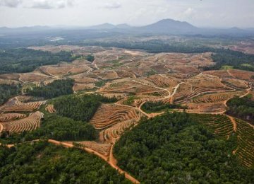 Top Palm Oil Supplier Dropped