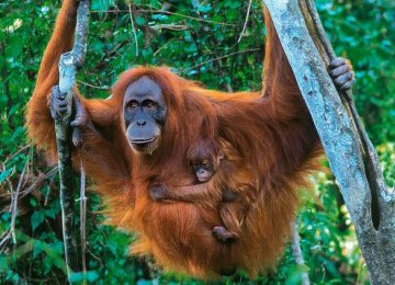 Orangutan Population Up Despite Threats