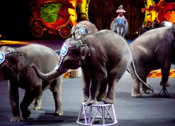 Ban on Circus Animals Takes Effect Sooner than Expected