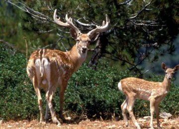 Persian Fallow Deer Thriving in Fars Province