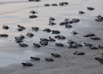 Egg-Laying Turtles Under Threat in Kish, Qeshm 