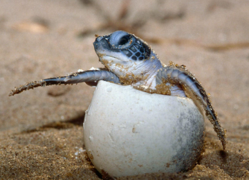 Hawksbill Sea Turtles Lay More Eggs near qeshm