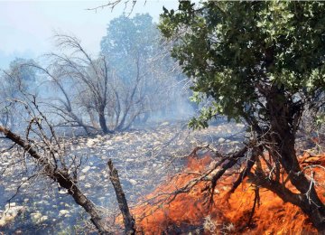 Wildfires Burn Ancient Forests