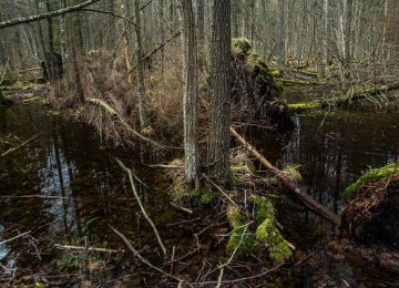 Ancient European Forest on Verge of Destruction