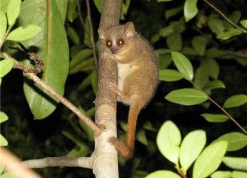 3 New Primate Species Found