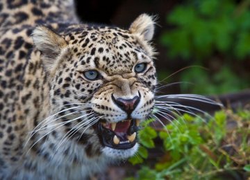 Insurance Cover for Harm by Persian Leopards