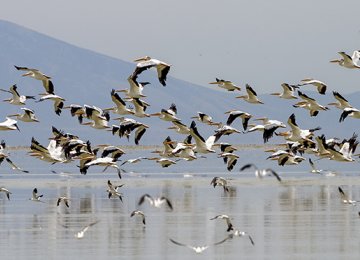 Lake Urmia Water Level Stable