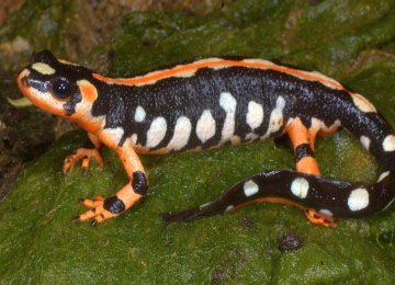 Luristan Newt Habitat Protection on Track