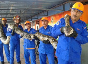Longest Ever Snake Dies Mysteriously in Malaysia