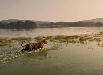 Tiger Numbers Worldwide Could Double by 2022