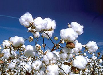 Pak Cotton Production Falls  