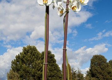 Towering Orchid Sculptures at NY Park