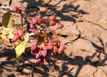 Every year, between 12,000 and 15,000 hectares of pistachio farms disappear in Kerman Province.