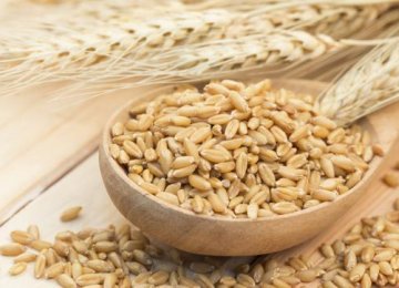 Barley Cultivation to Increase