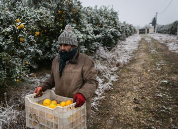 Cold Damages Northern Orchards