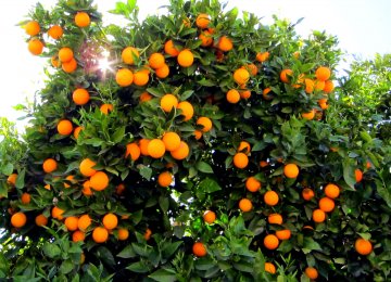 Gov’t to Buy 60,000 Tons of Oranges for Nowruz 