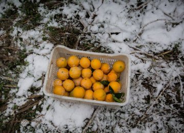 Early Frost Inflicts Heavy Losses on Iranian Farmers