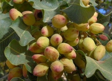 Rise in E. Azarbaijan Pistachio Output